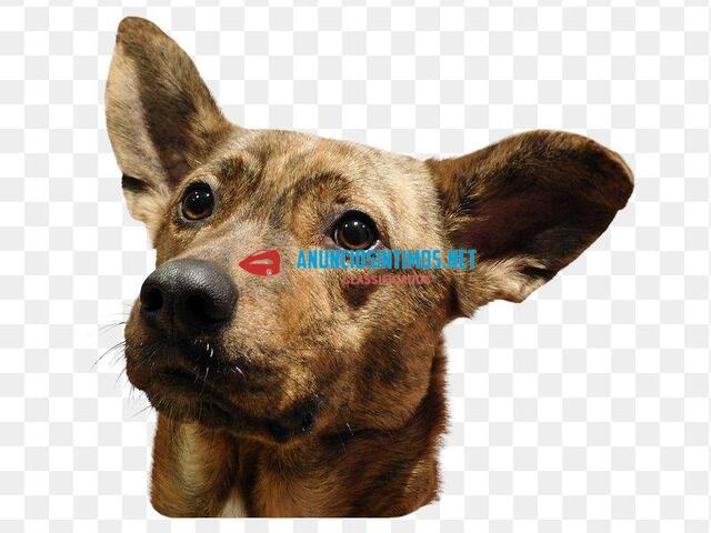 Procuro sr. Sozinho que tenha cão ...