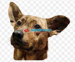 Procuro sr. Sozinho que tenha cão ...